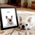 Humane Society International -Modern Pet Portrait