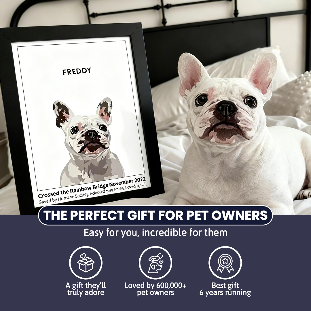 Humane Society International -Modern Pet Portrait