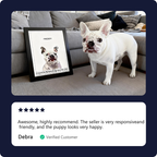 Humane Society International -Modern Pet Portrait