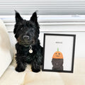 Halloween Pet Portrait - Modern Pet Portrait