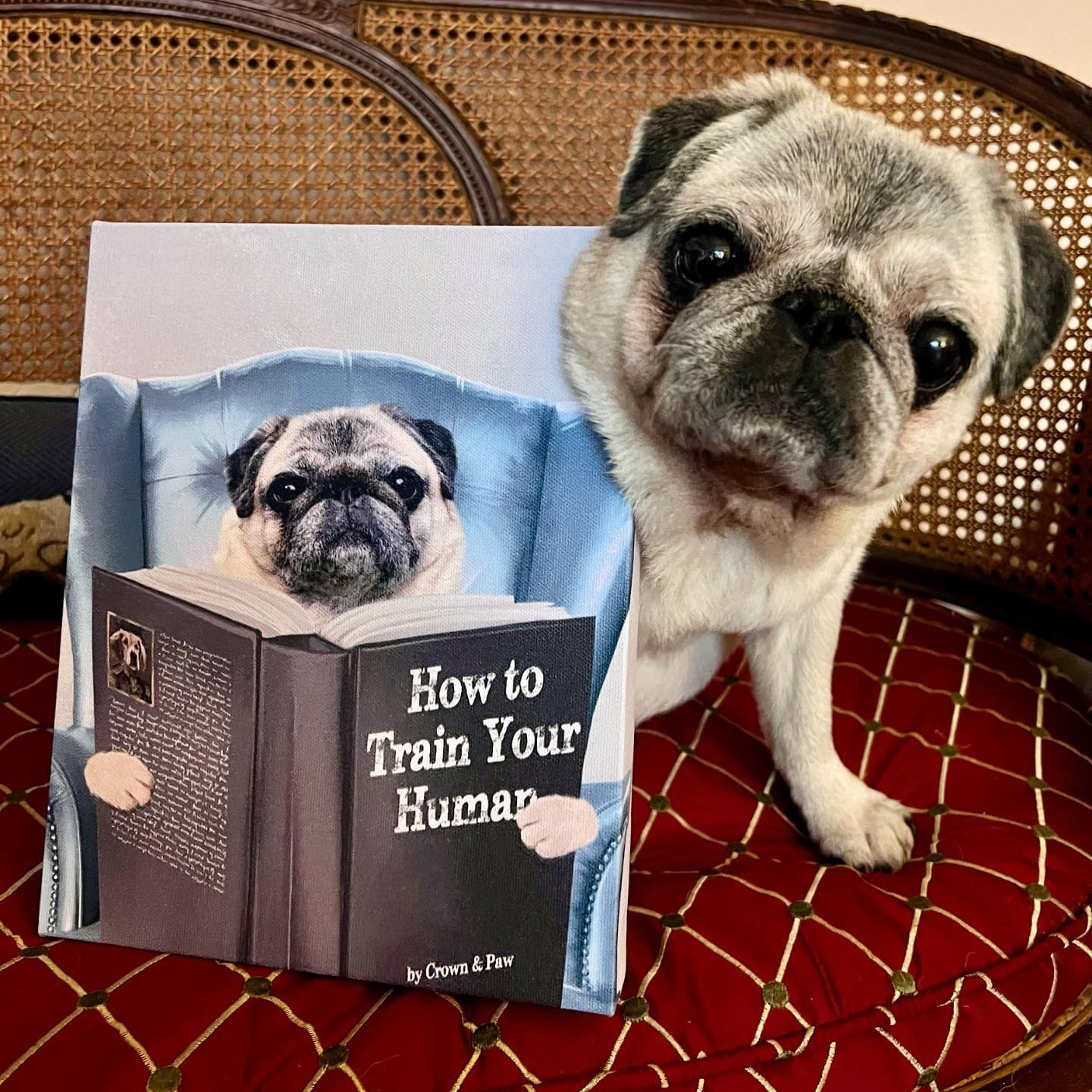 Pet Reading a Book-Custom Pet Poster